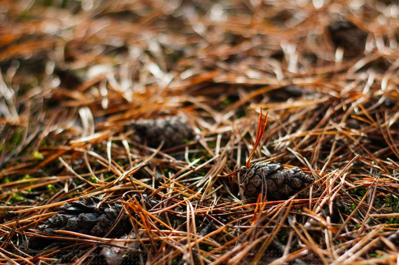 Pine Needles Delivery