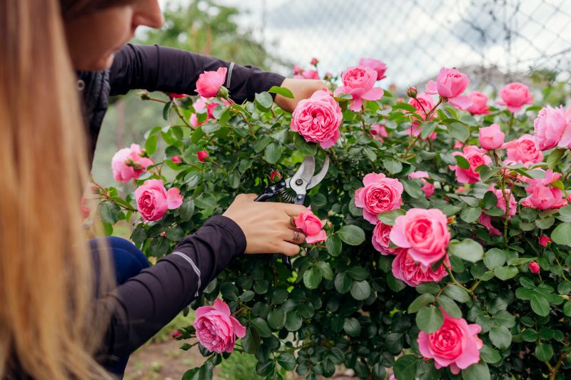 Rose Bush Planting
