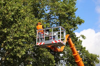 Tree Straightening Service
