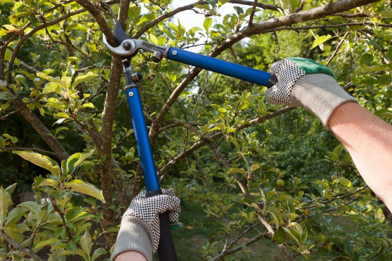 Tree Straightening Service
