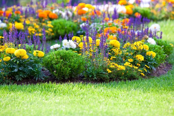 Flower Bed Maintenance in Apache Junction