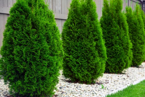 Arborvitae Planting in Apache Junction