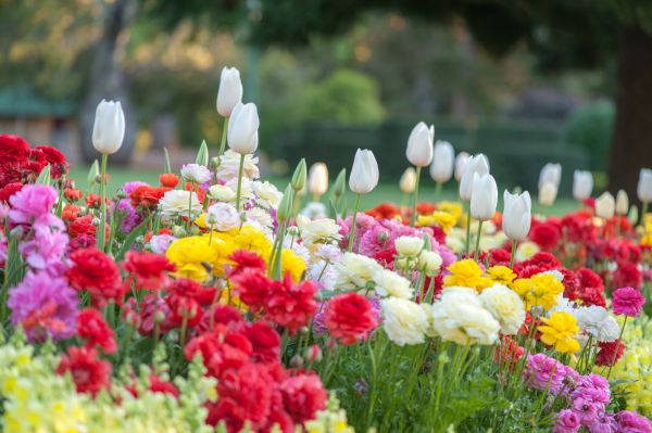 Gardening Service in Apache Junction