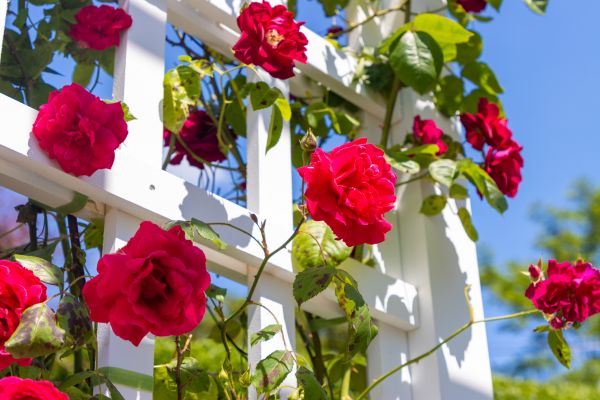 Home Gardening Service in Apache Junction