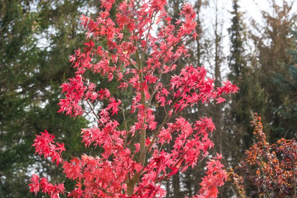 Japanese Maple Planting in Apache Junction