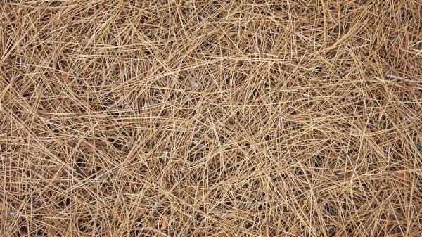 Pine Needles Delivery in Apache Junction