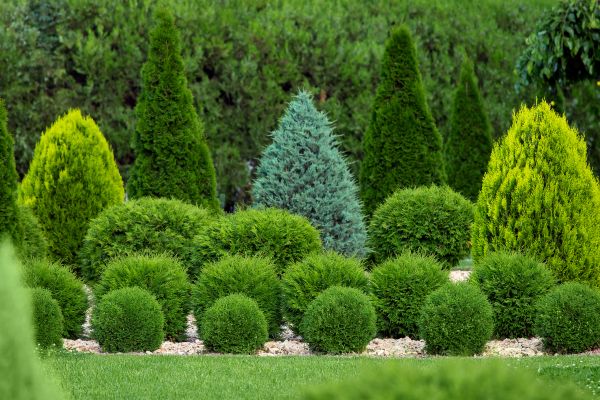 Shrub Replacement in Apache Junction
