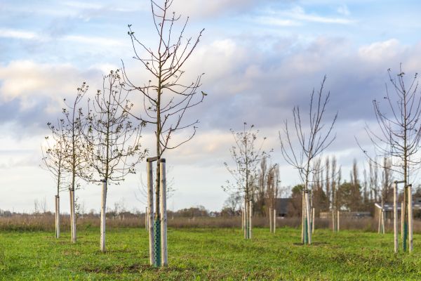 Tree Installation Service in Apache Junction