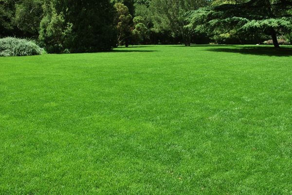 Lawn Landscaping in Apache Junction