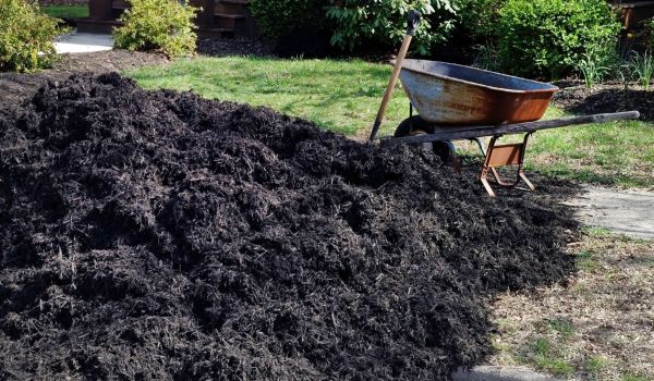 Black Mulch Delivery in Apache Junction