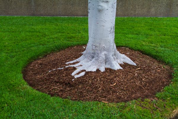 Brown Mulch Installation in Apache Junction