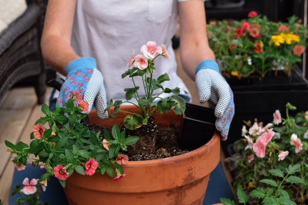 Plant Care Service in Apache Junction