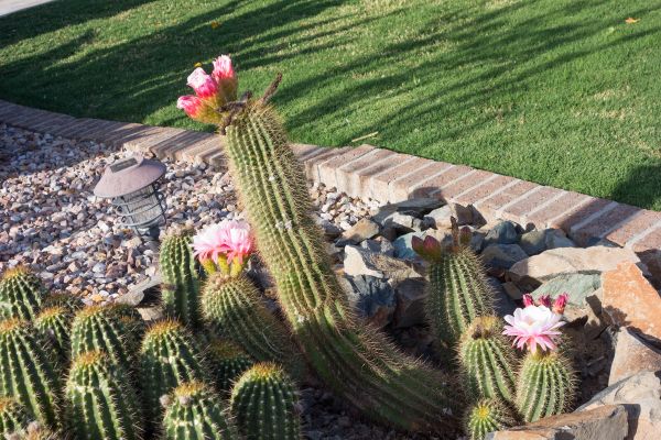 Desert Landscaping in Apache Junction
