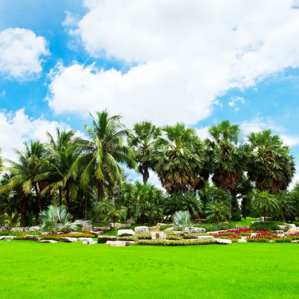 Tropical Landscaping in Apache Junction