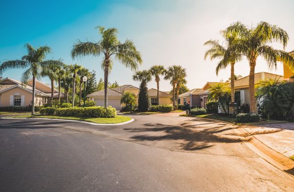 Palm Tree Landscaping in Apache Junction