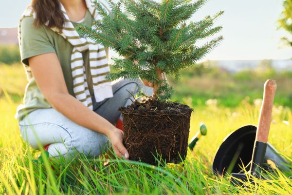 Spruce Tree Planting in Apache Junction