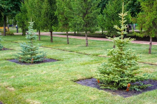 Privacy Trees Planting in Apache Junction