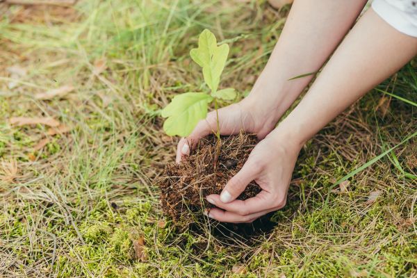 Oak Tree Planting in Apache Junction