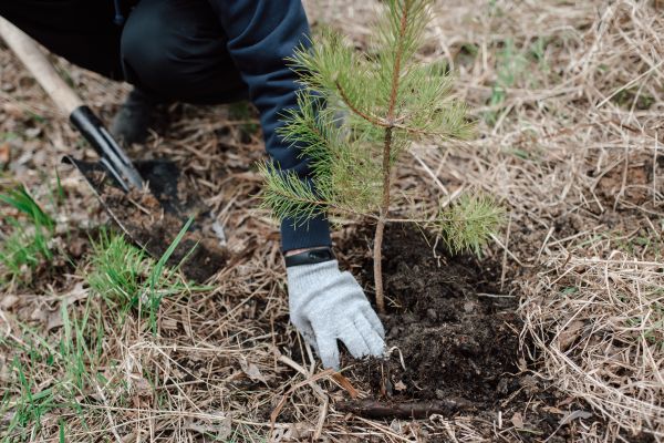 Pine Tree Planting in Apache Junction