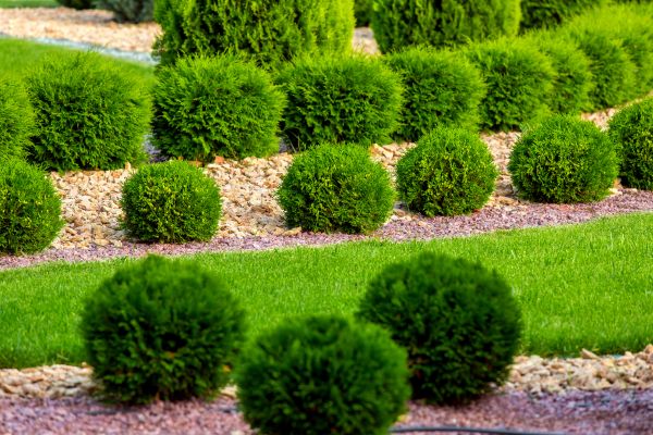 Bush Replacement in Apache Junction