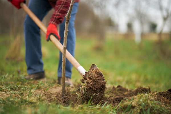 Trees Planting in Apache Junction