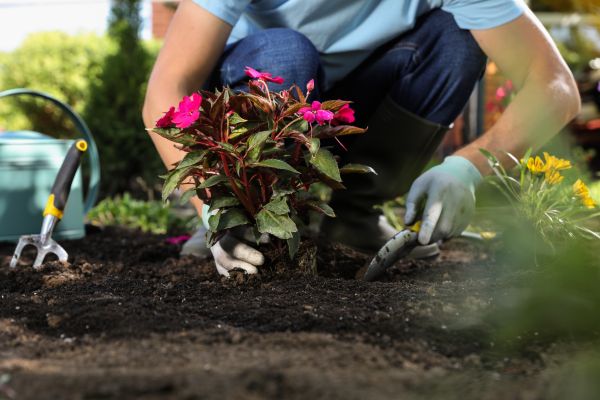 Plant Replacement in Apache Junction