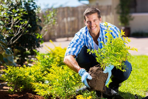 Shrub Landscaping in Apache Junction