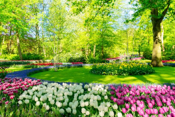 Flower Landscaping in Apache Junction