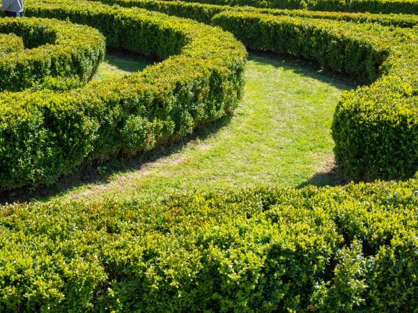 Bush Landscaping in Apache Junction