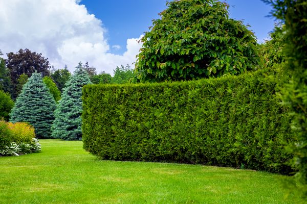 Hedge Landscaping in Apache Junction