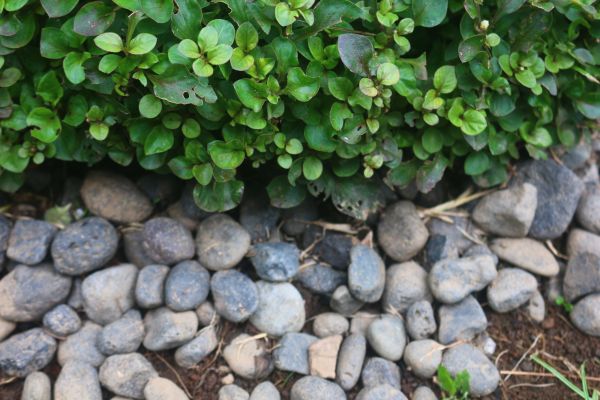 River Stone Installation in Apache Junction