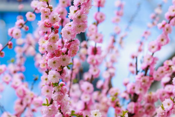 Japanese Cherry Tree Planting in Apache Junction