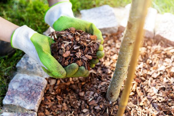 Tree Bark Delivery in Apache Junction