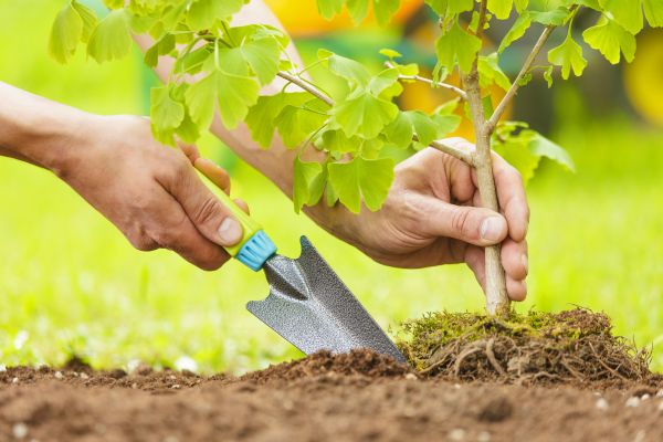 Fruit Tree Planting in Apache Junction