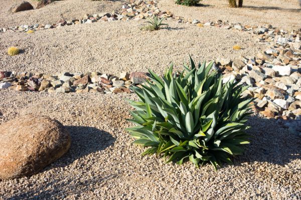 Xeriscaping Service in Apache Junction