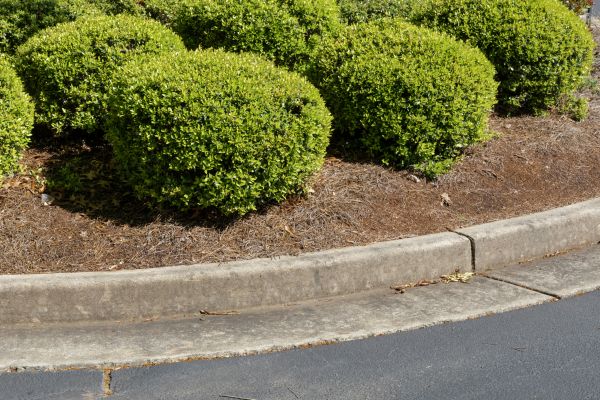 Pine Mulch Installation in Apache Junction