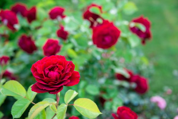 Rose Planting in Apache Junction