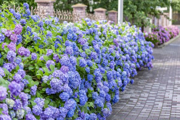 Hydrangea Landscaping in Apache Junction