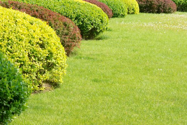 Shrubbery Planting in Apache Junction