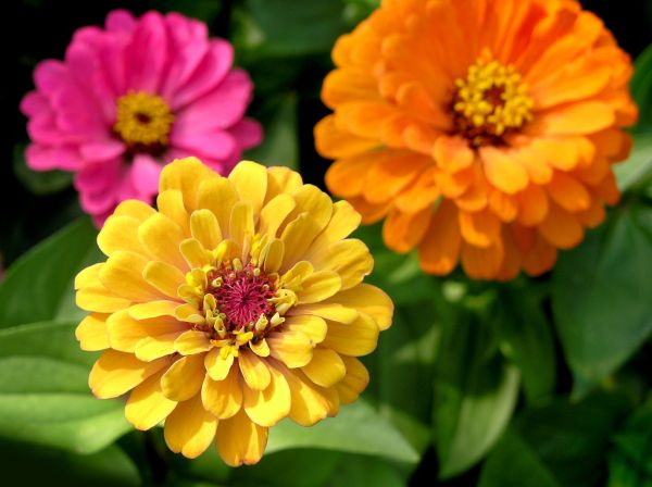 Zinnia Planting in Apache Junction