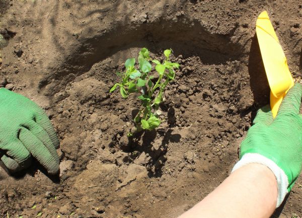 Rose Bush Planting in Apache Junction