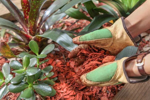 Residential Mulching in Apache Junction