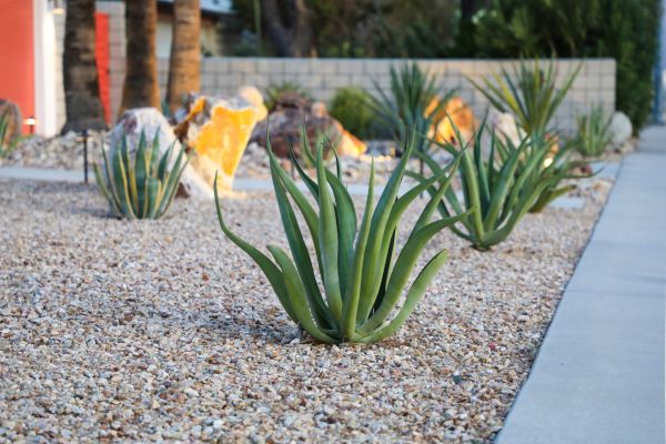 Drought Resistant Landscaping in Apache Junction
