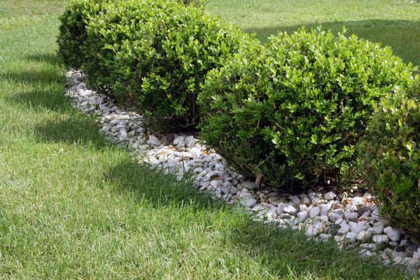 Boxwood Planting in Apache Junction