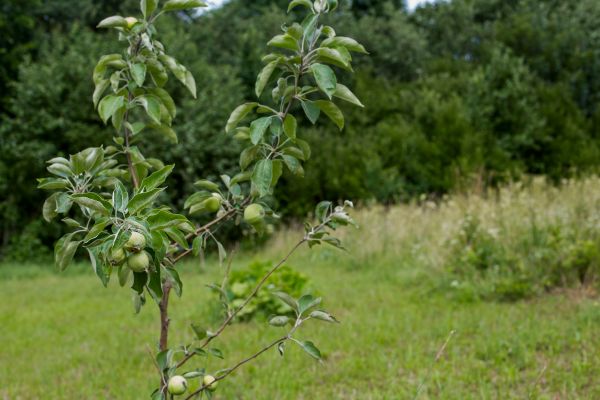 Apple Tree Planting in Apache Junction